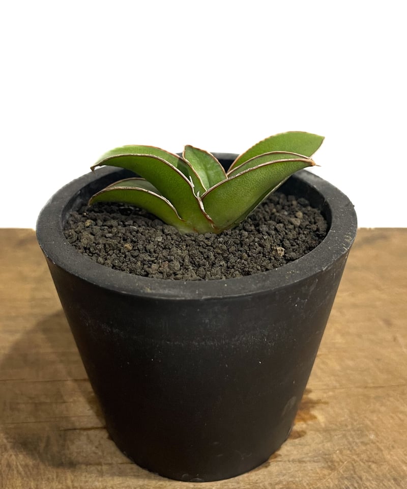サンセベリア lav.24561「Sansevieria lav. 24561」6/1-716