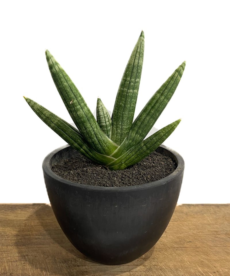 サンセベリア ミーナ「Sansevieria Meena」900-1 | SHOUCHIKUEN