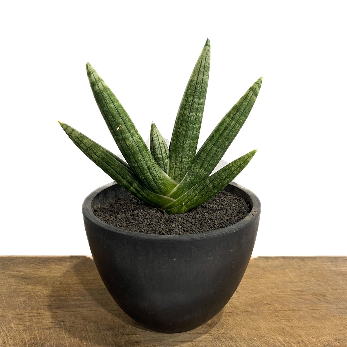 サンセベリア ミーナ「Sansevieria Meena」900-1 | SHOUCHIKUEN