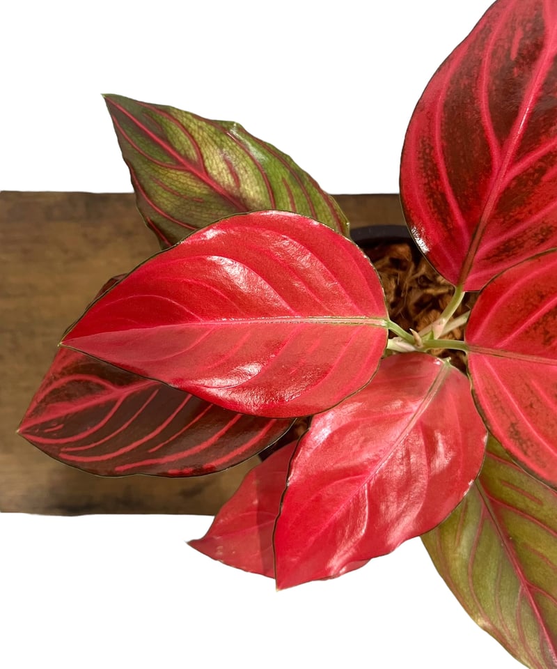 アグラオネマ レッド ベイン 「Aglaonema Red Vein」2U | SHOUCHI アグラオネマ レッド ベイン 「Aglaonema Red Vein」2U | SHOUCHI