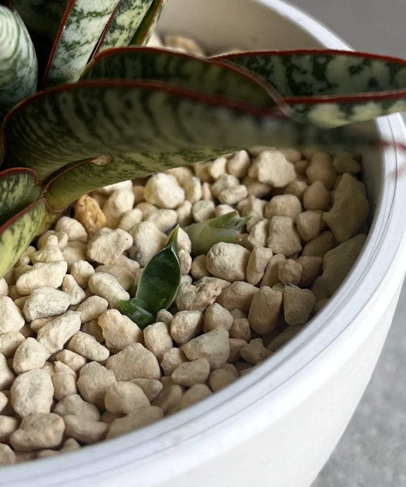 EMP サンセベリア サンシャイン エンジェル / 完成品 SA365 サンセベリア サンシャイン エンジェル 「Sansevieria Sunshine