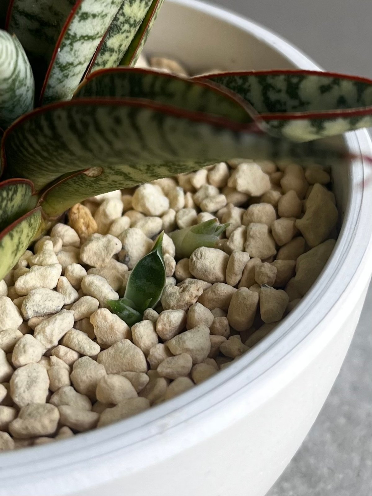 EMP サンセベリア サンシャインエンジェル / SA364 EMP サンセベリア サンシャインエンジェル / SA364 fit=scale-down,w=1200