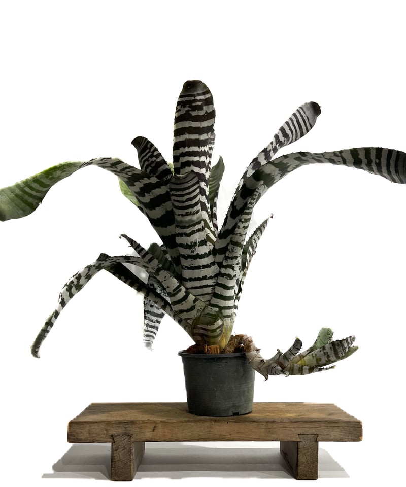 エクメア チャンティニー エボニー「 Aechmea chantinii Ebony」4-5