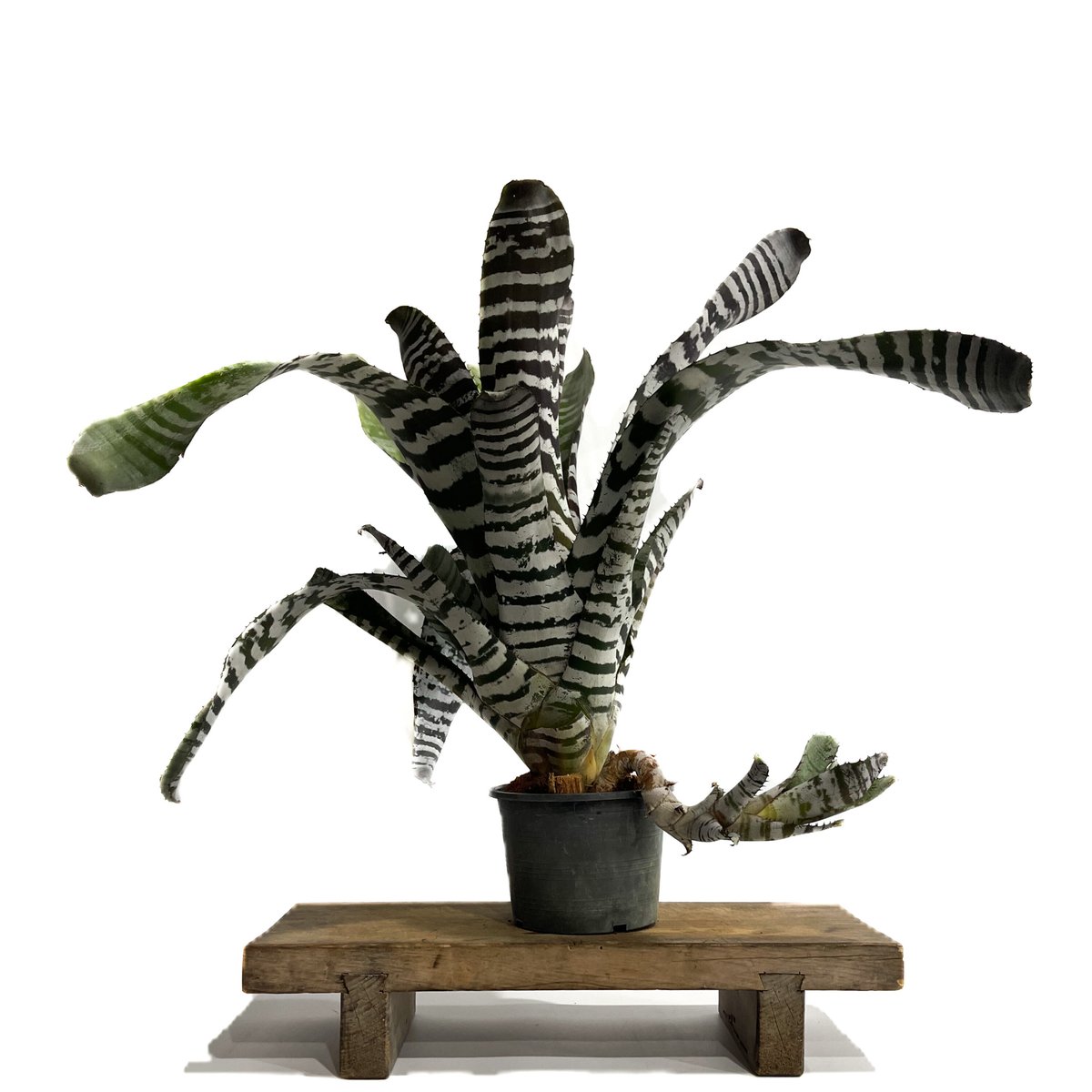 ブロメリア・エアープランツ Aechmea Black Ebony fit=scale-down,w=1200