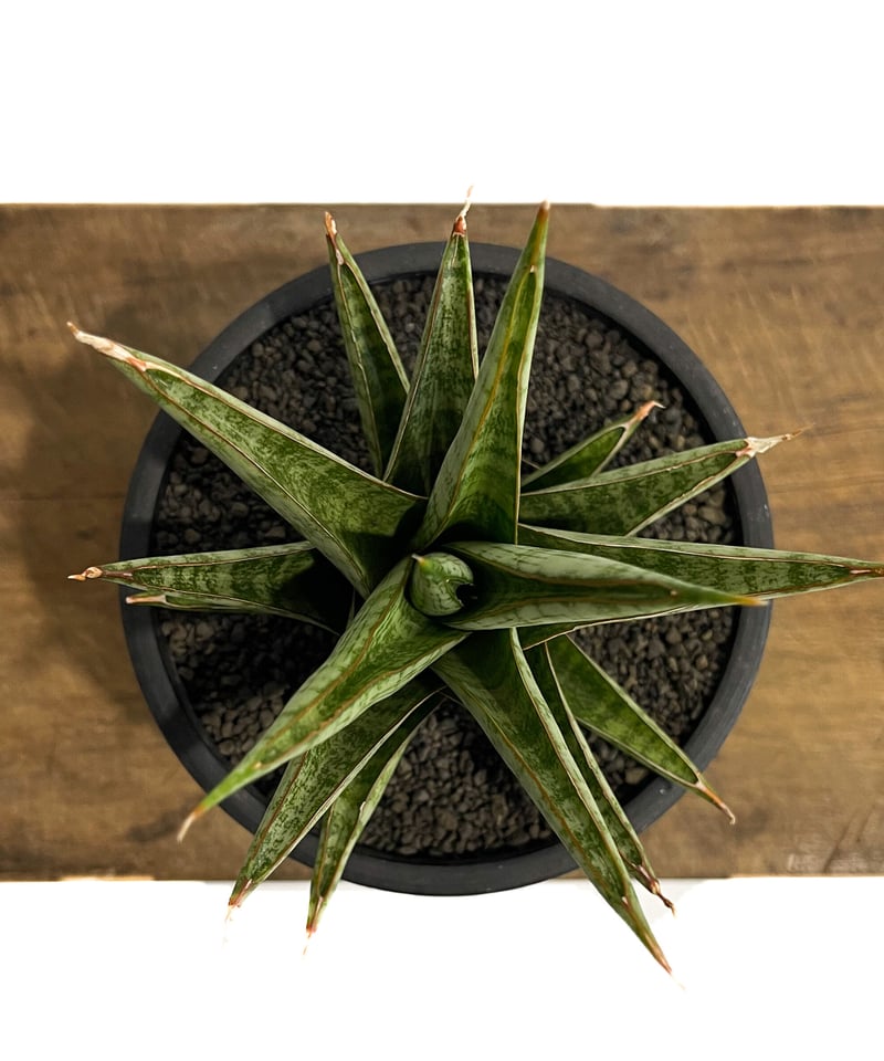 サンセベリア ロックマン 「Sansevieria Rock Man 」5/11-466 |