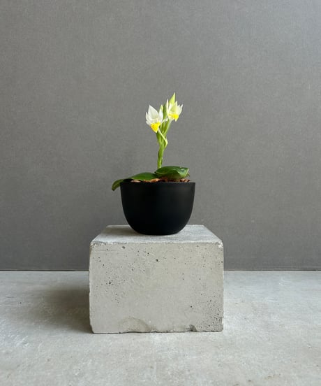 CATEGORY Plants | SHOUCHIKUEN
