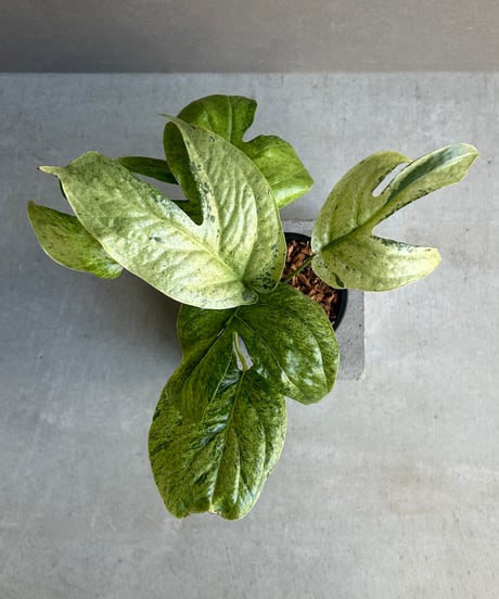 CATEGORY グリーン | SHOUCHIKUEN