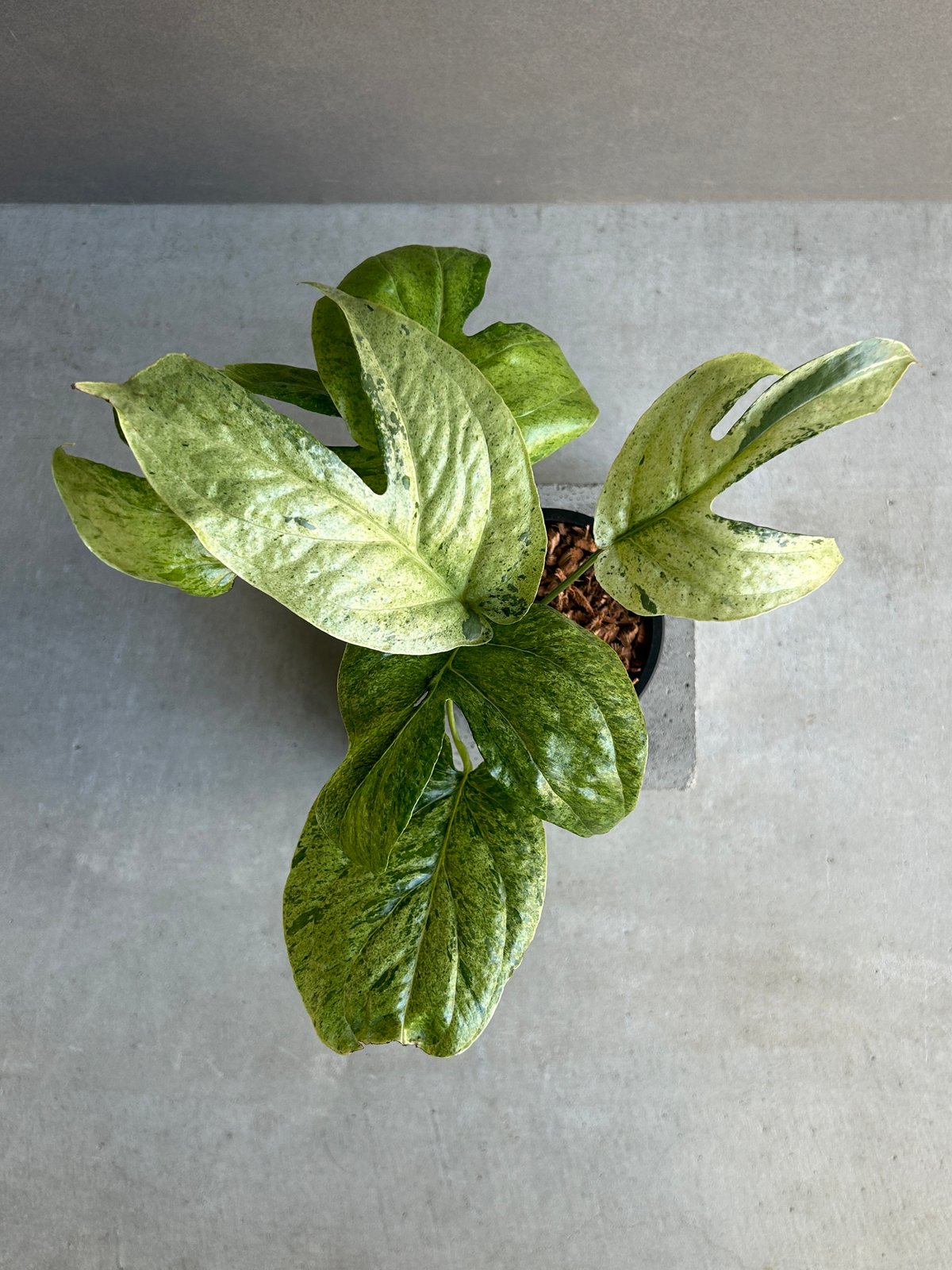 アミドリウム ジッペリアナム 斑入「Amydrium zippelianum variegat