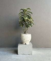 サンセベリア ボンセレンシス スノー ホワイト 「Sansevieria