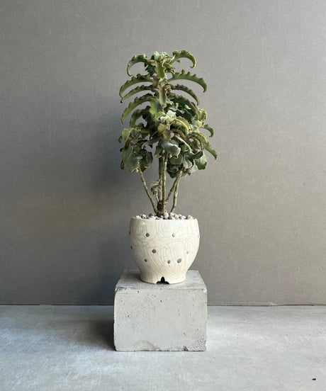 CATEGORY Plants | SHOUCHIKUEN