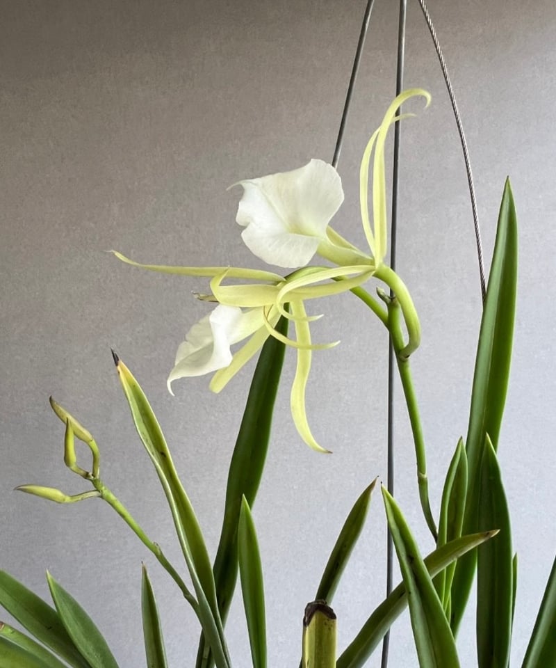 NORAs FUROBUTA ノラズ ブラッサボラ ノドサ (アンマン x スーザン フークス) 「Brassavola