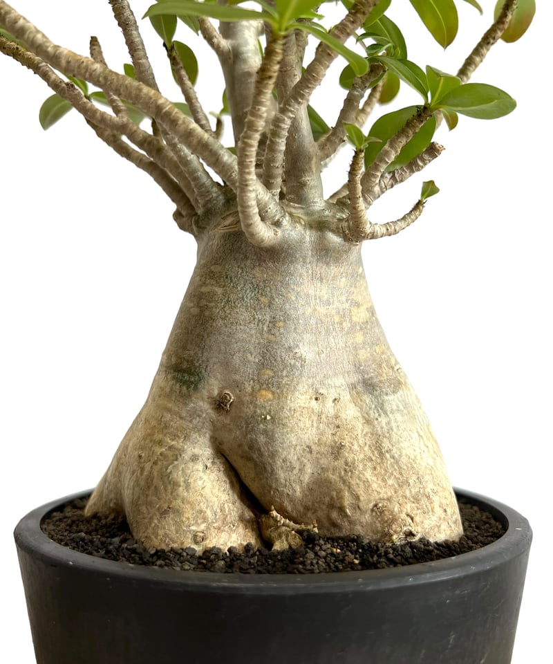 アデニウム アラビカム “選抜個体” 「Adenium arabicum “Select”」9