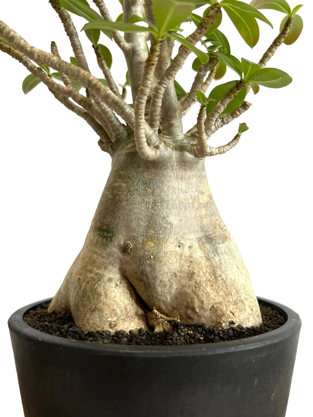 アデニウム アラビカム “選抜個体” 「Adenium arabicum “Select”」9