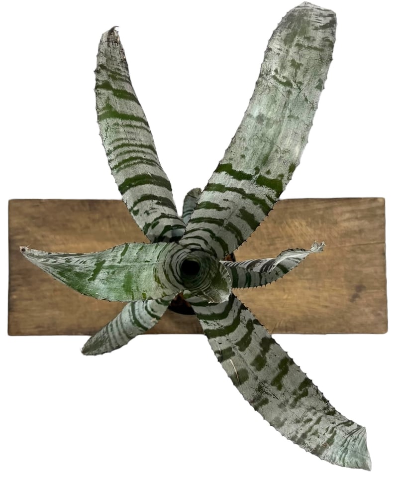 エクメア チャンティニー エボニー 「Aechmea chantinii Ebony エクメア チャンティニー エボニー 「Aechmea chantinii Ebony