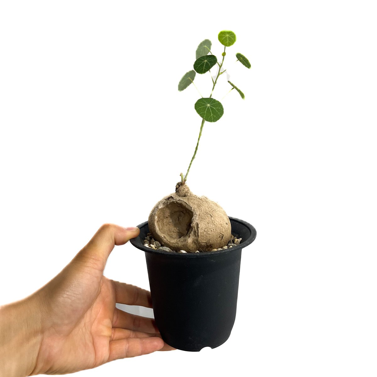 ステファニア エレクタ 選抜個体「Stephania erecta」6/25-850 | SH