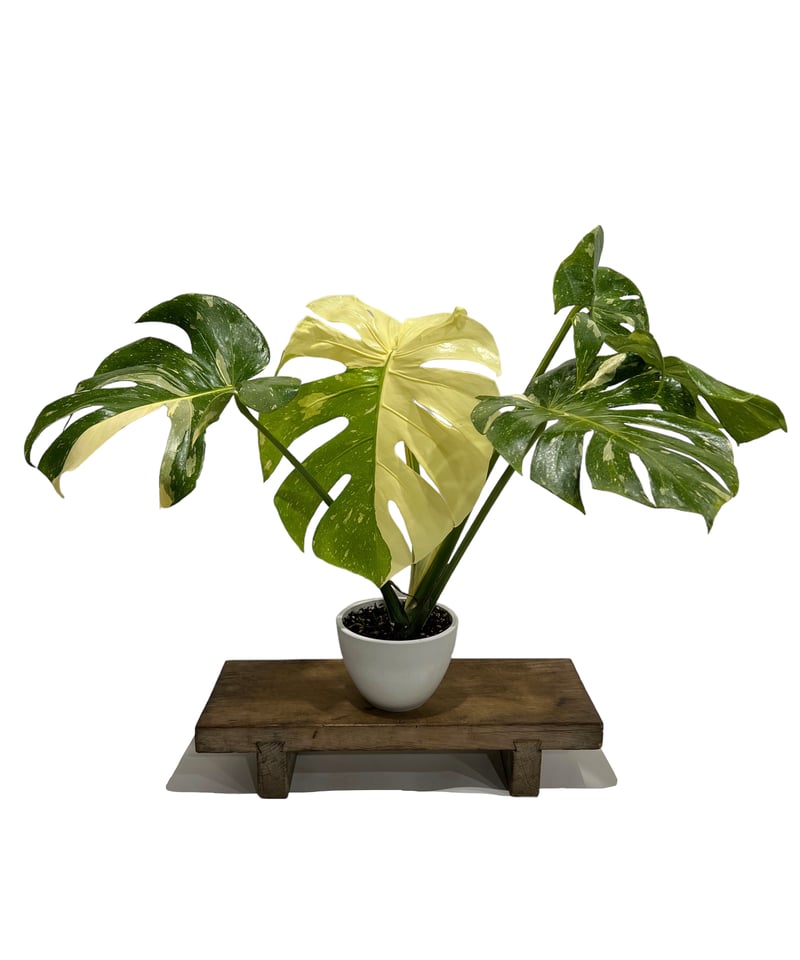 モンステラ タイ コンステレーション 「Monstera deliciosa Thai Con
