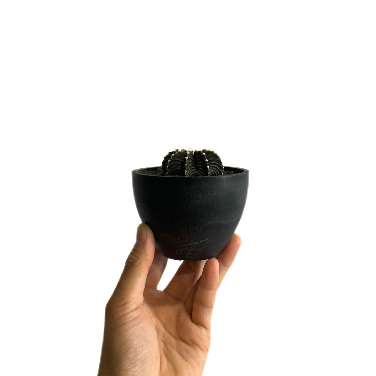 ギムノカリキウム フリードリヒ “VOS1241” KG 「Gymnocalycium fr