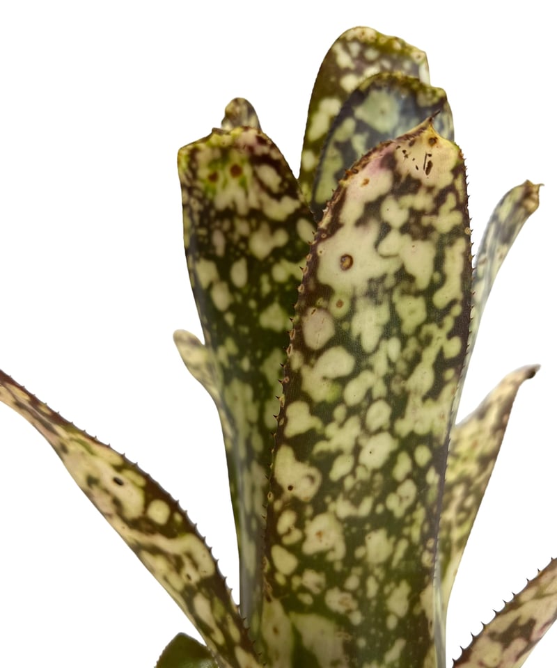 ビルベルギア コラン マジック 「Billbergia Kolan Magic 」48H |