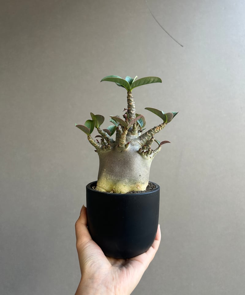 アデニウム アラビカム スーパー ドワーフ “ブラック” 「Adenium
