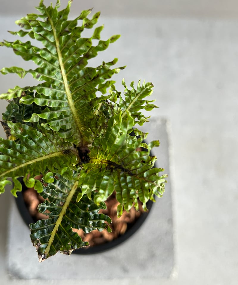 ブレクナム ギッバム ドワーフ 「Blechnum gibbum Dwarf 」4J | SH