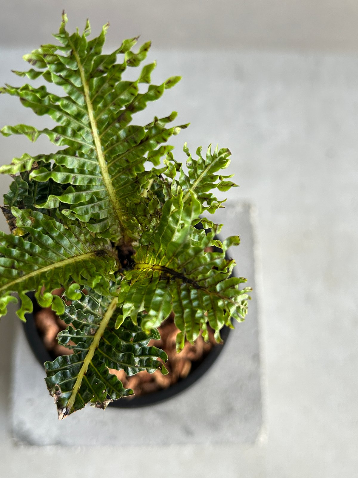 ブレクナム ギッバム ドワーフ 「Blechnum gibbum Dwarf 」4J