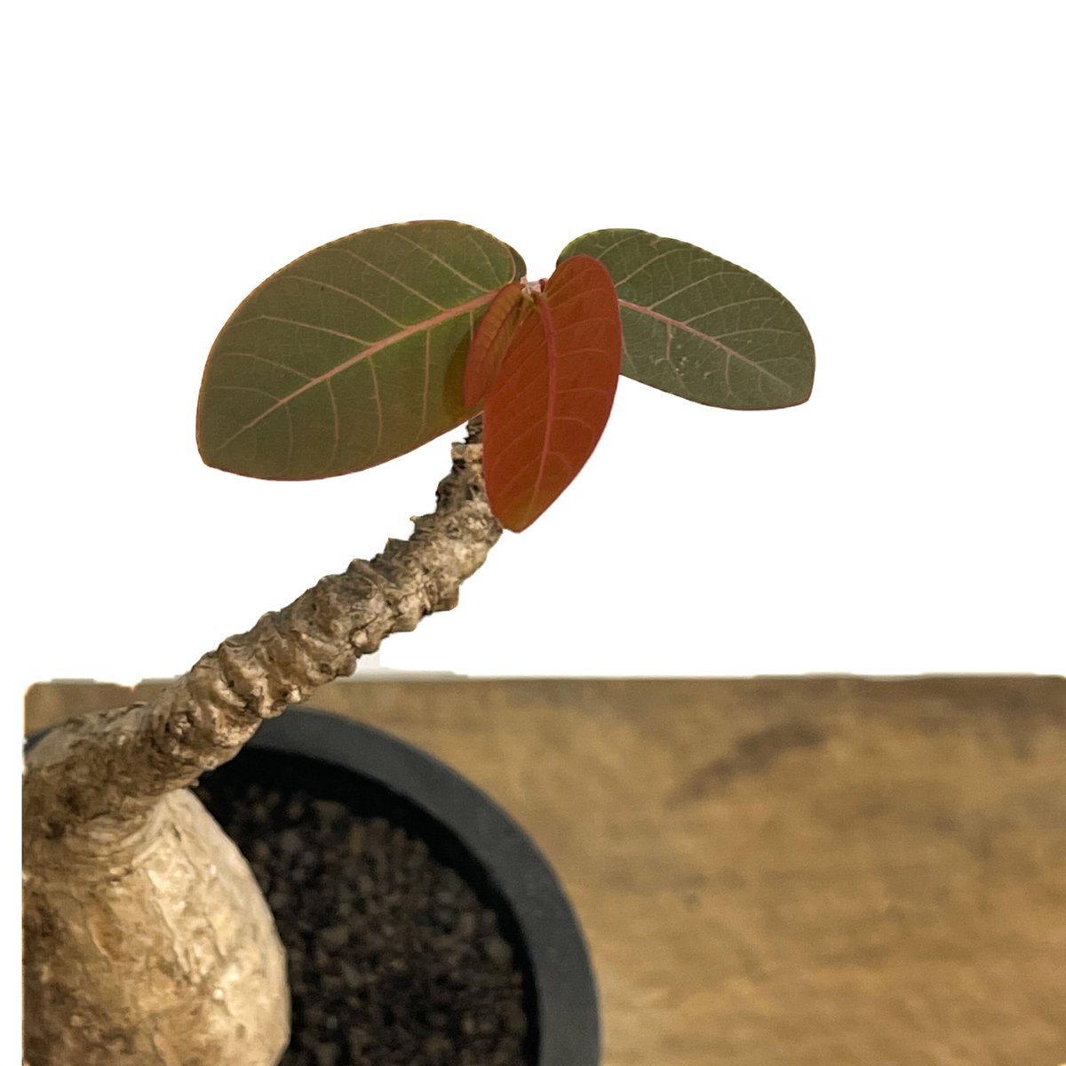 フィランサス ミラビリス「Phyllanthus mirabilis」6/25-843 | S
