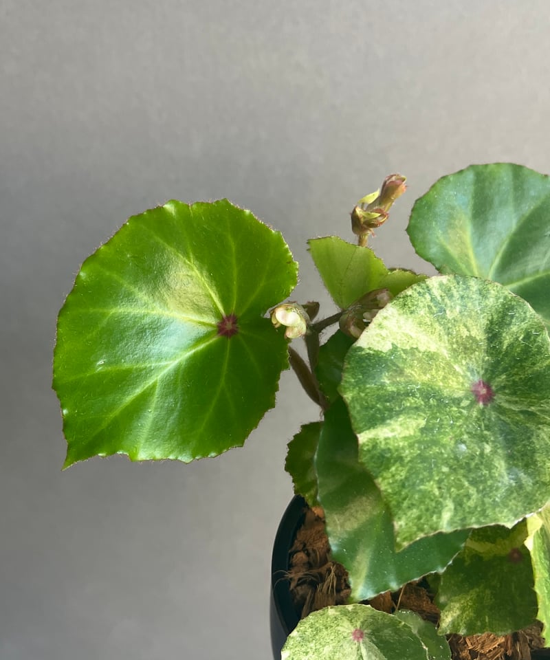 ベゴニアルージュ 斑入 「Begonia “Rouge”. Variegated」33N |