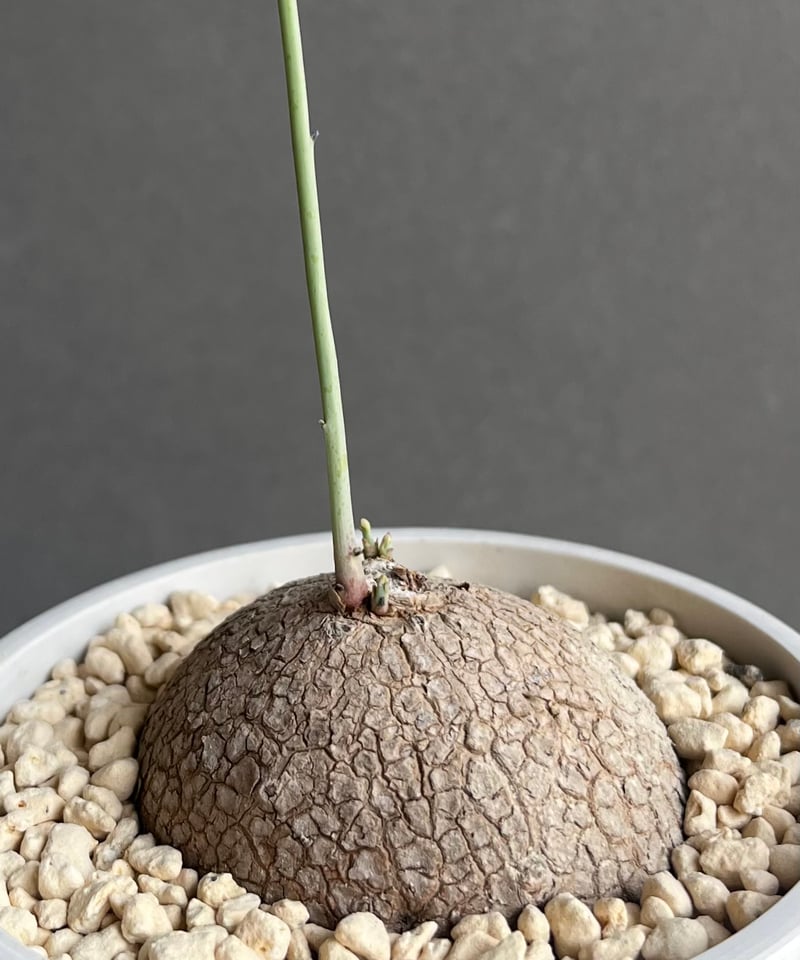 ステファニアエレクタ ステファニア エレクタ Stephania erecta | mana's farm:塊根植物