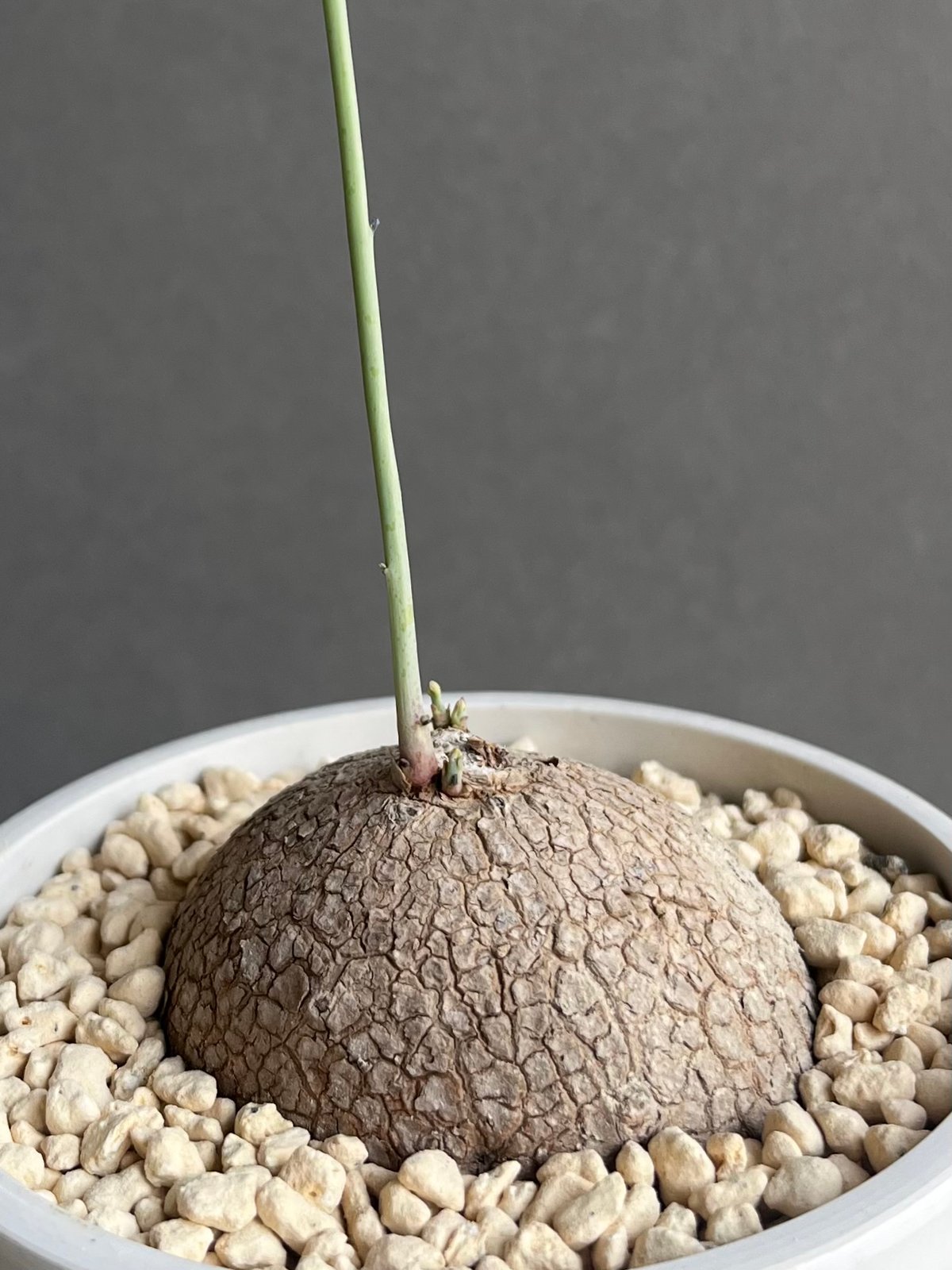 ステファニア エレクタ 「Stephania erecta」30D | SHOUCHIKUEN