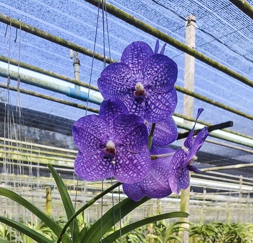 バンダ蘭　バンダ　2種　2株 バンダ蘭 バンダ 2種 2株 楽天市場】蘭 バンダ 販売（種類（植物