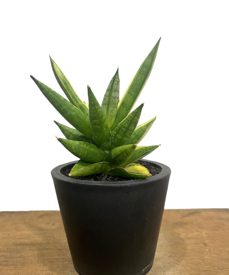 サンスベリア　Nami（ナミ）斑入 Sansevieria Nami サンスベリア Nami（ナミ）斑入 Sansevieria Nami - メルカリ