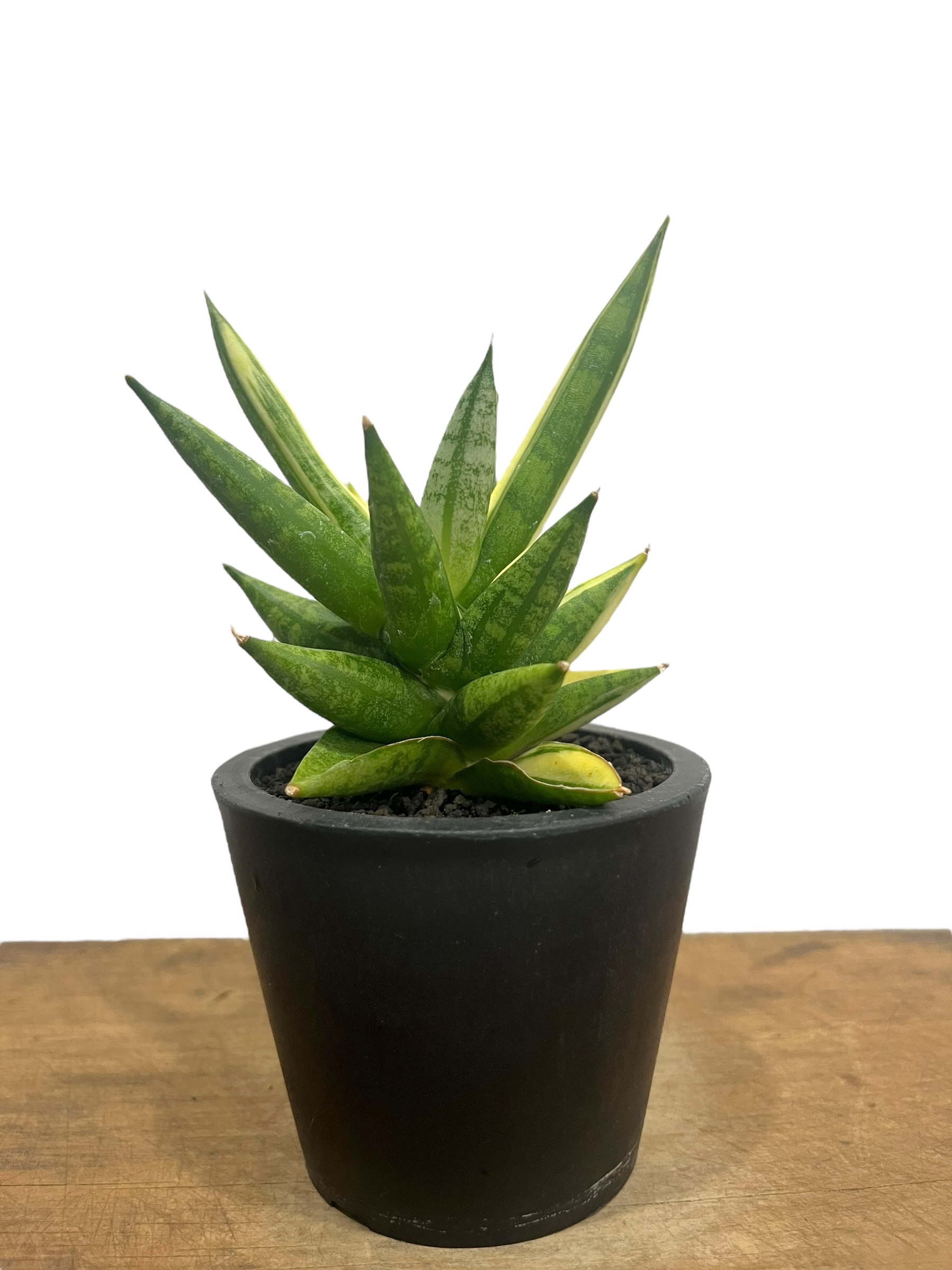 サンセベリア ミン マニー 斑入 (ハーフムーン ) 「Sansevieria Ming Ma
