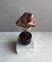 サンセベリア ジュピター「Sansevieria Jupiter」29E-1 | SHOUCH