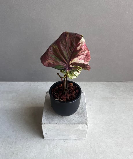 CATEGORY SALE | SHOUCHIKUEN