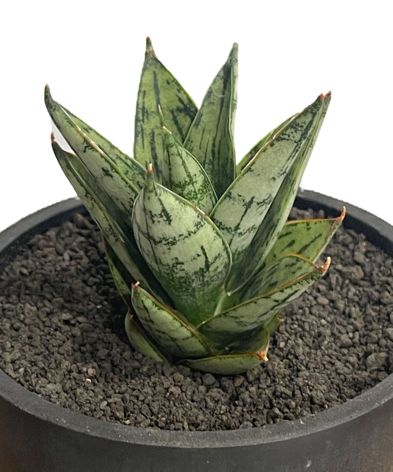 Sansevieria \