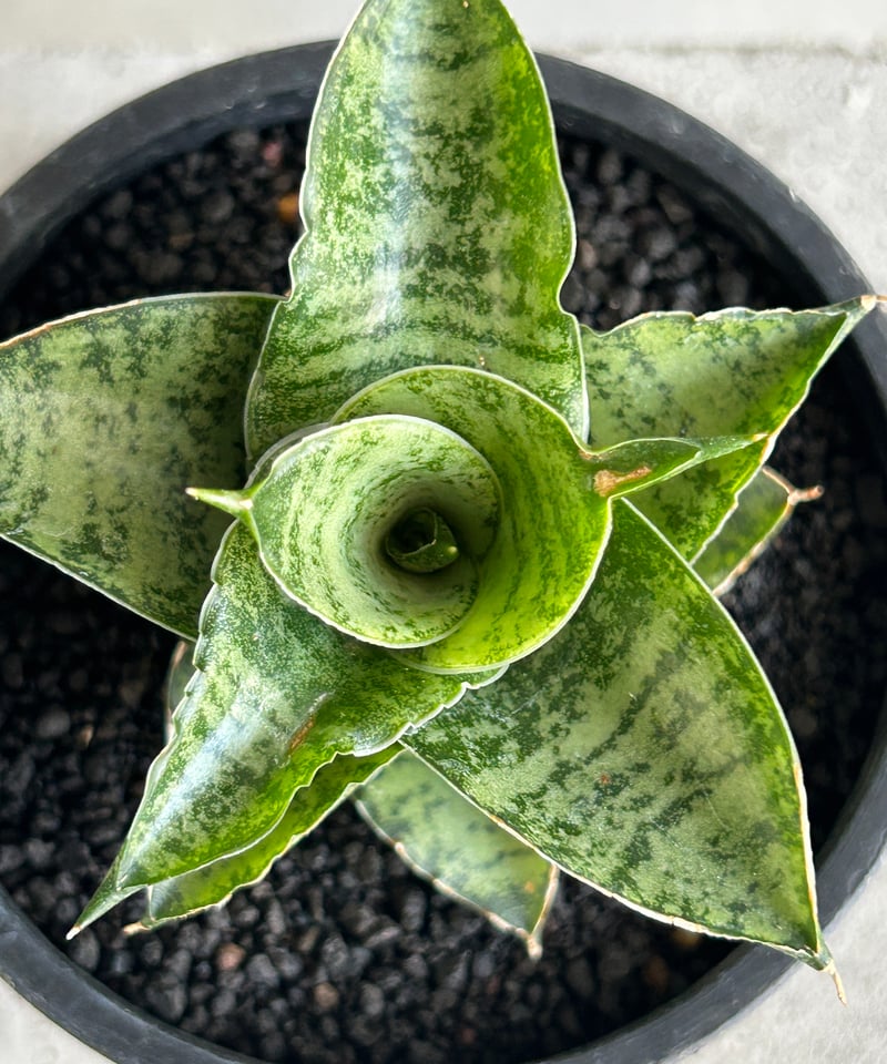 サンセベリア スサノオ 「Sansevieria Susano 'O' (by Unyaman