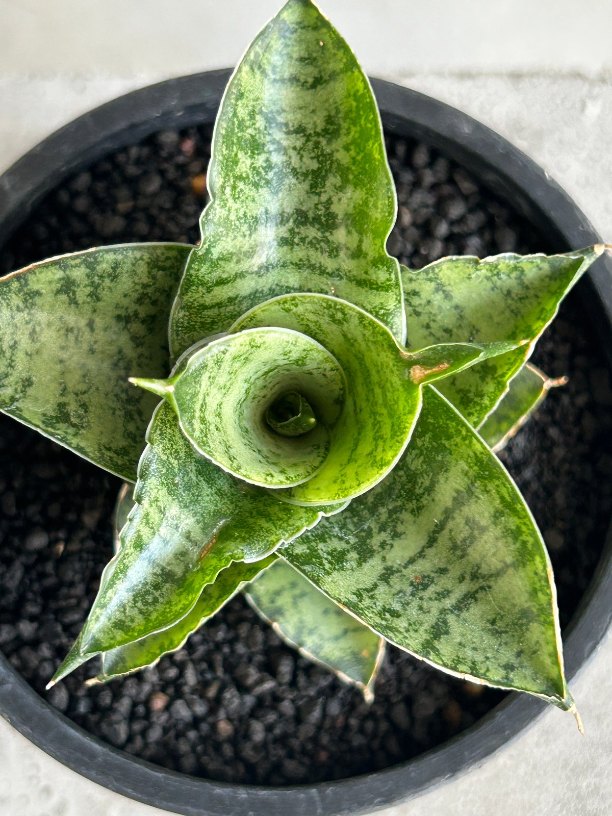 EMP サンセベリア Susano'O' スサノオ / SA318 サンセベリア スサノオ 「Sansevieria Susano 'O' (by Unyaman