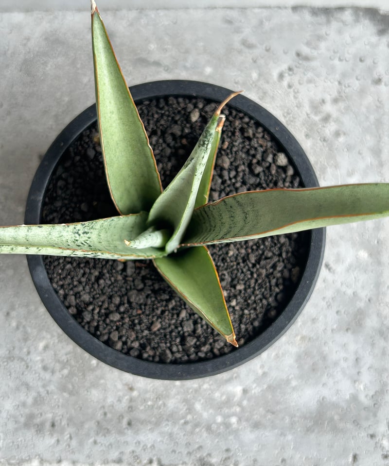 EMP サンセベリア King Fischer / SA429 サンセベリア キングフィッシャー「Sansevieria Kingfisher」51I S