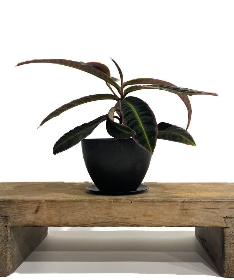 ラビシア sp.「Labisia sp.」79A-3 | SHOUCHIKUEN