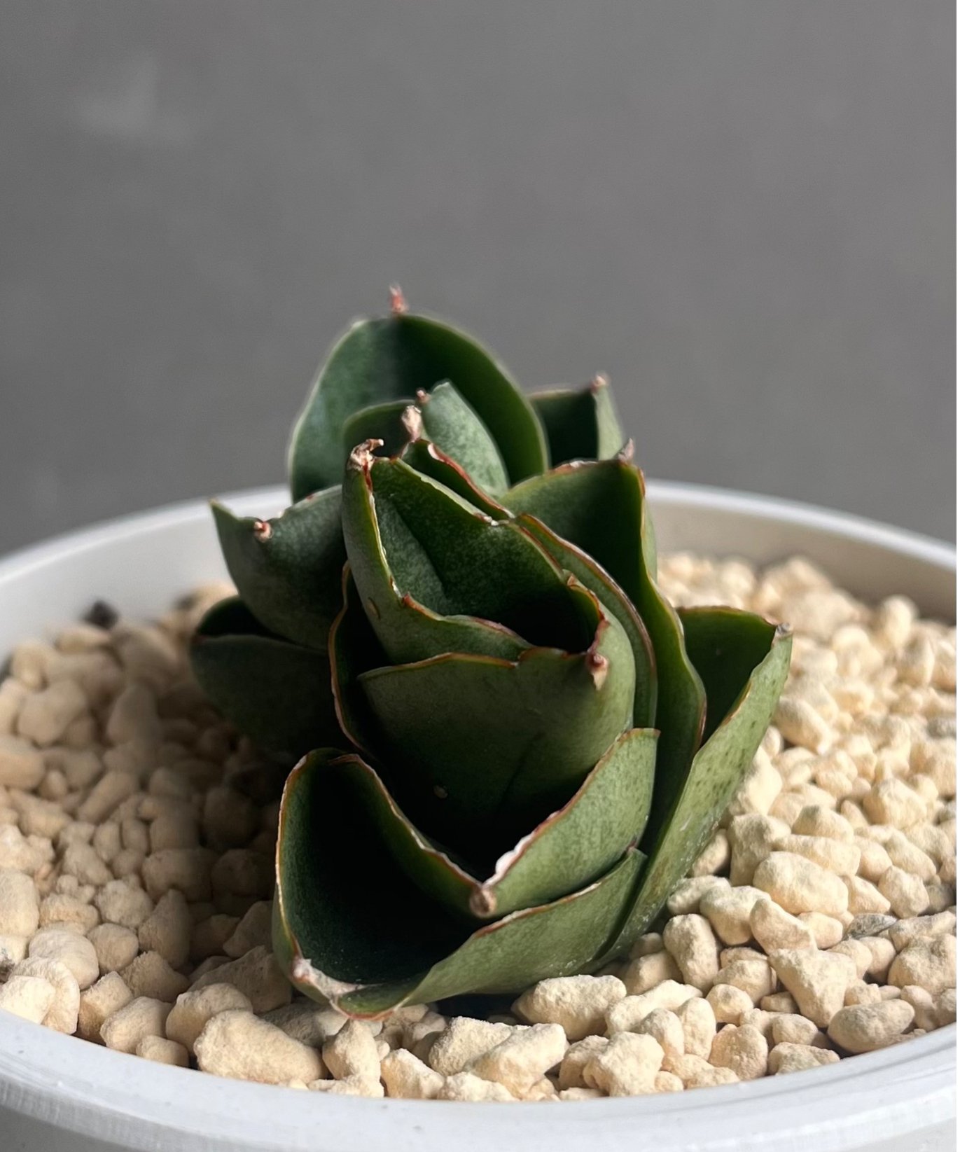 サンセベリア ベンジャロン「Sansevieria Benjarong」35Z | SHOUC