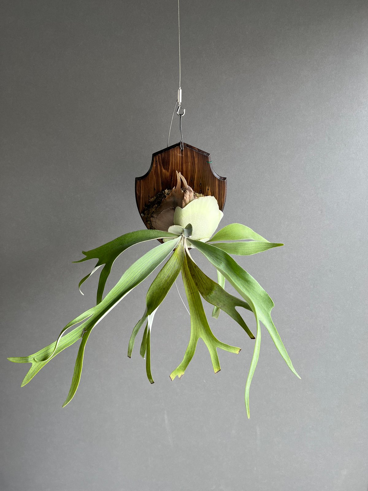 親株Monkey north high shield モンキーノースハイシールド 親株Monkey north high shield モンキーノースハイシールド