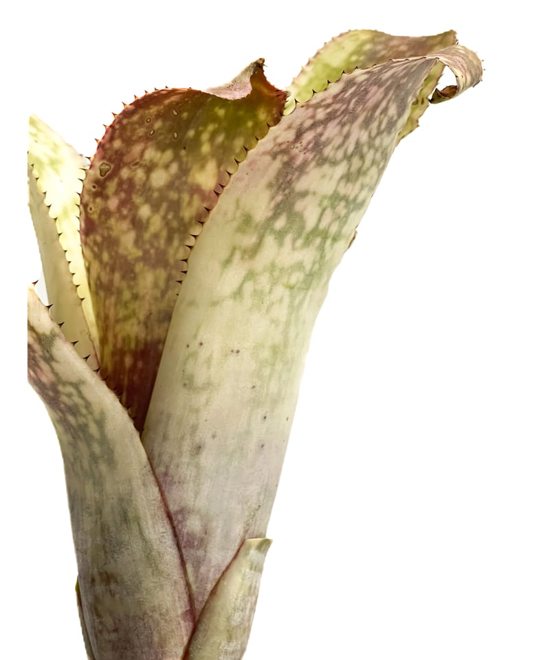 ブロメリア・エアープランツ Billbergia Bruddah Iz ビルベルギア ブルッダー iz「Billbergia Bruddah Iz」5/11-473