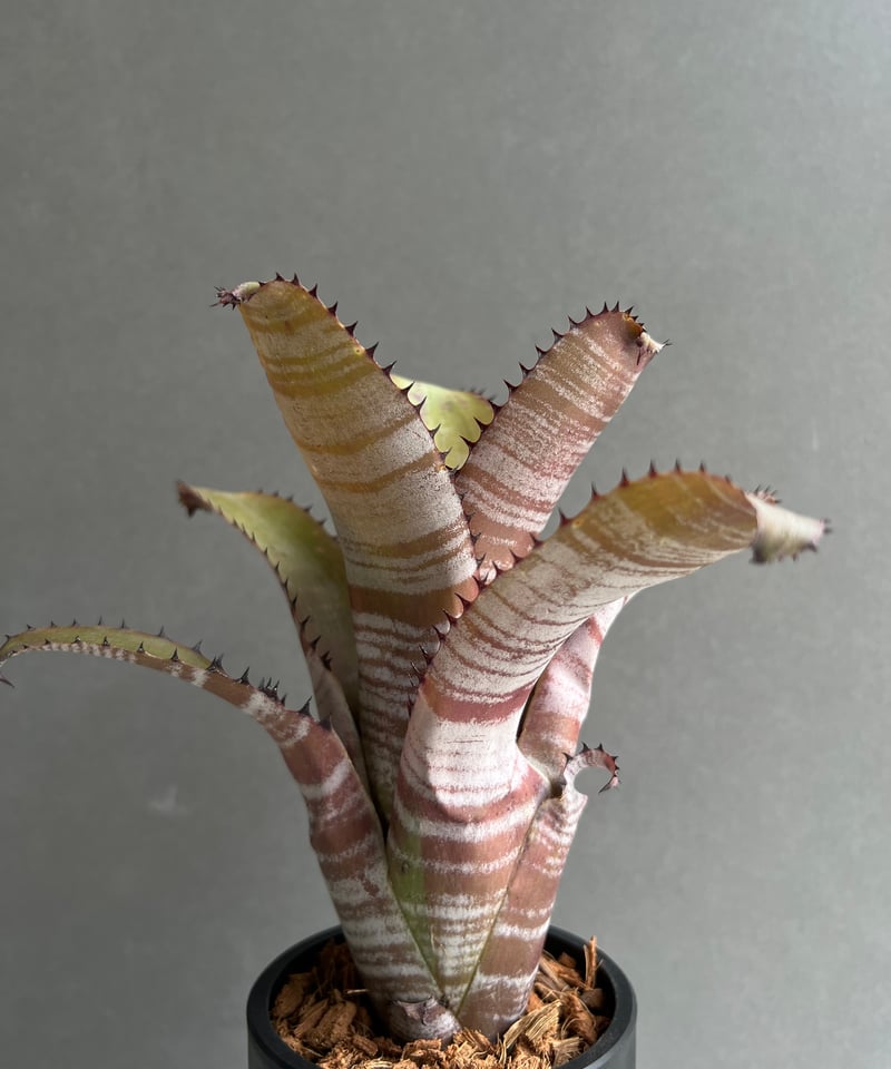 Billbergia 'Vicky Chirnside' ビルベルギア BCR Bromeliad Cultivar Register>