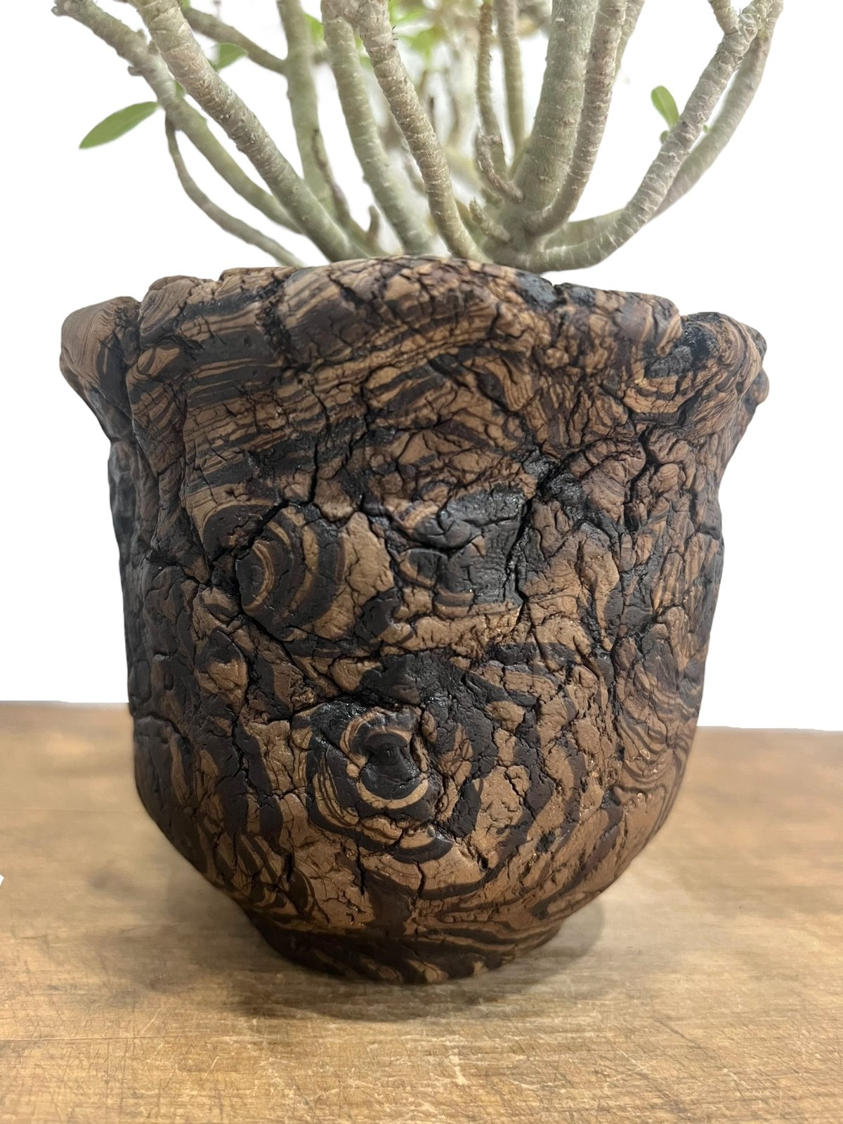 アデニウム オベスム 選抜個体 接木 + plantsmonsters pot 「Adeniu