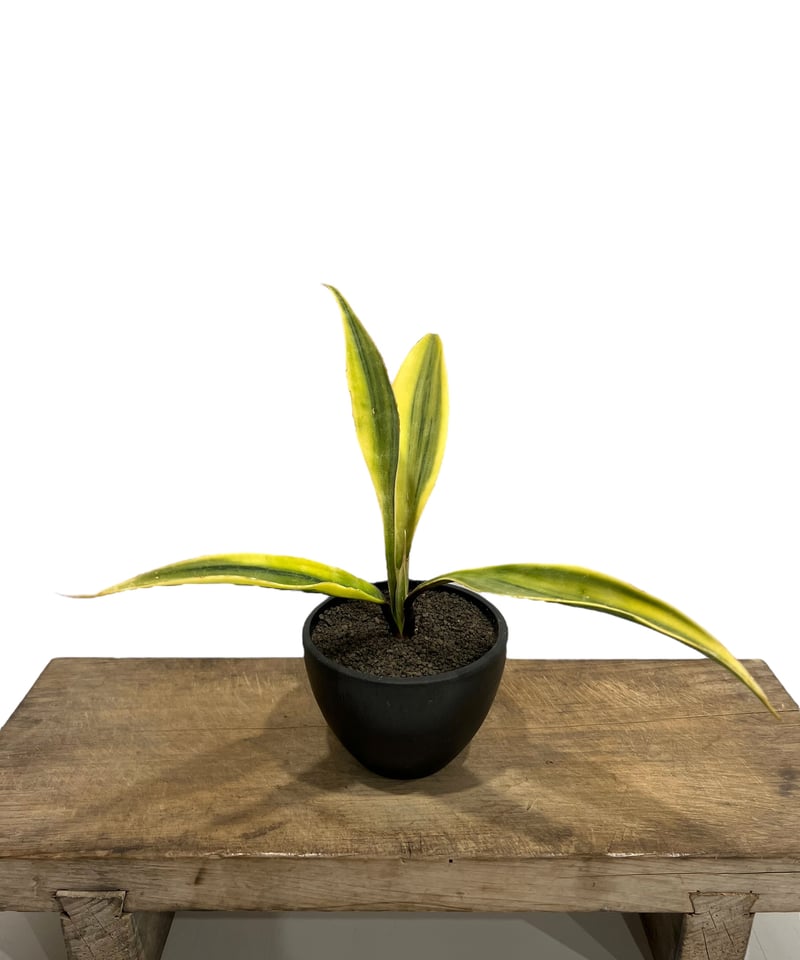 サンセベリア サドワラ ケーブス 斑入 Sansevieria Sudwala