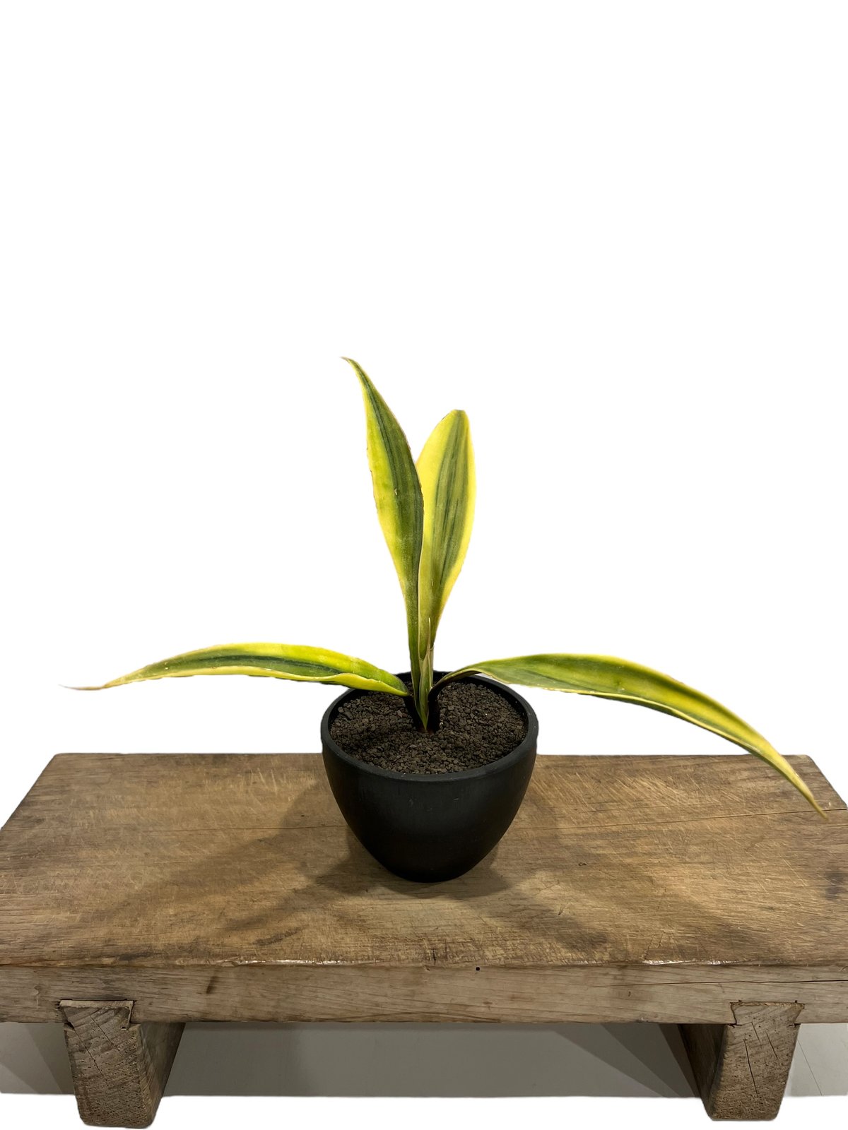 サンセベリア サドワラ ケーブス 斑入 Sansevieria Sudwala caves v