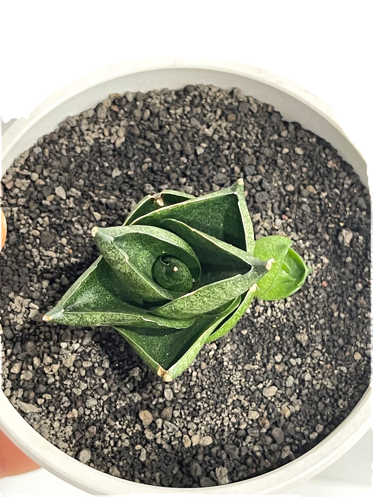 EMP サンセベリア アンヤマニーハイブリッド ドワーフEM1 / SA264 EMP サンセベリア アンヤマニーハイブリッド ドワーフEM1 / SA264 EMP