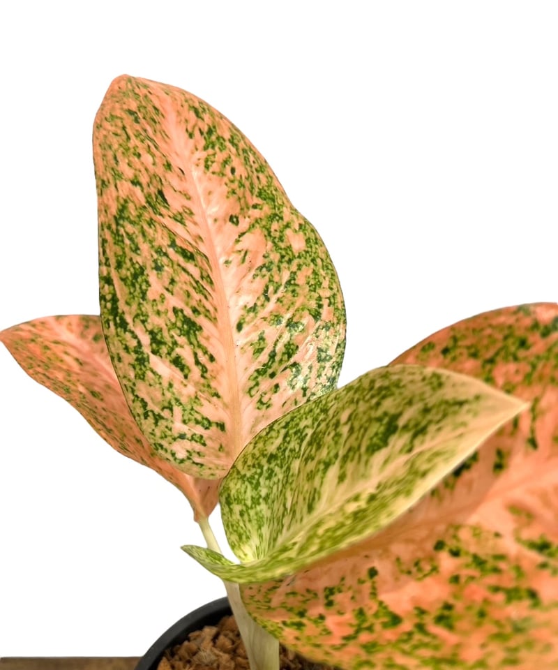 アグラオネマ スターダスト オレンジ「Aglaonema Stardust Orange」52