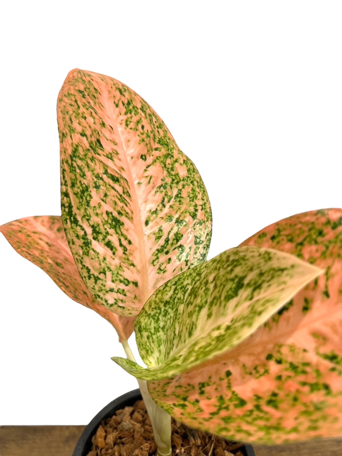 アグラオネマ スターダスト オレンジ「Aglaonema Stardust Orange」52...