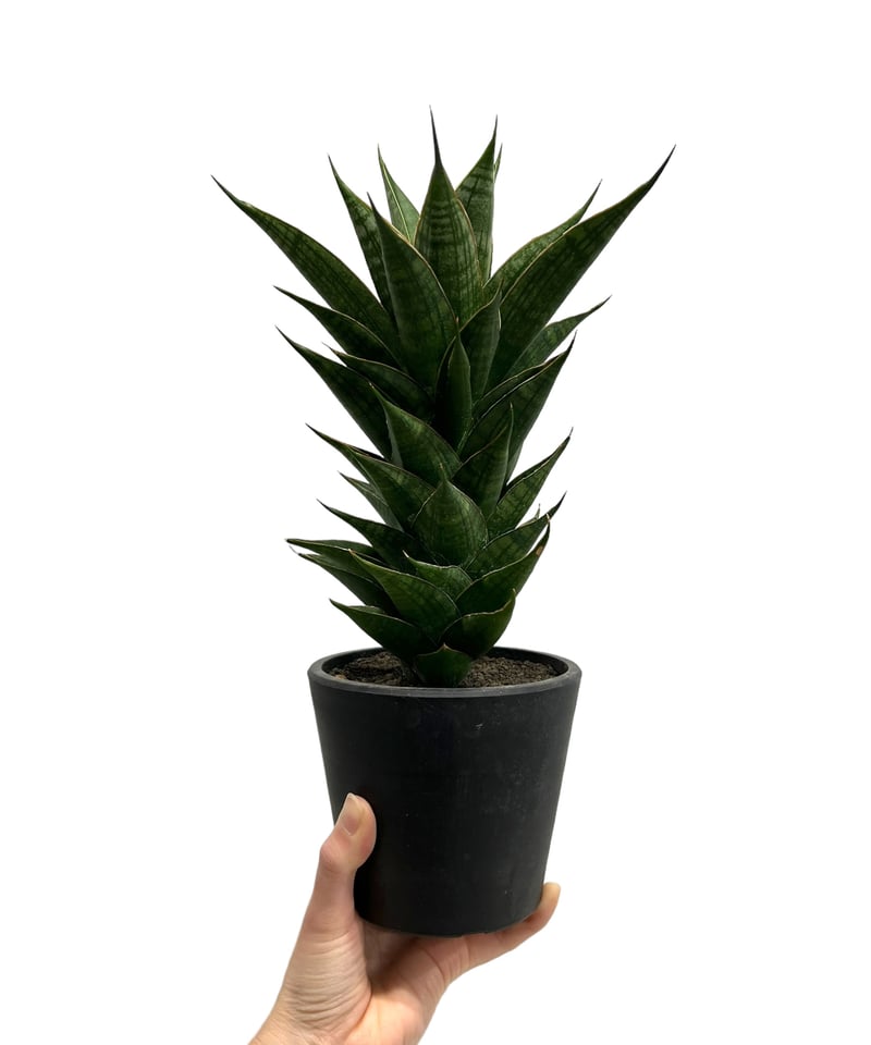 サンセベリア ケッド ムン クロン Sansevieria Kead Mung Kron (